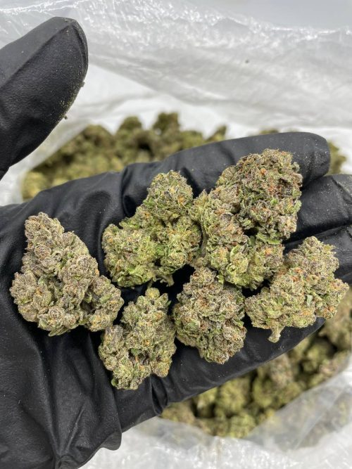 Blue gushers strain